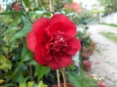 Cherry Jubileu